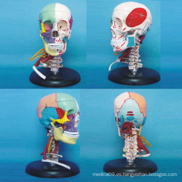 Cráneo humano Modelo médico anatómico con músculo nervioso vascular